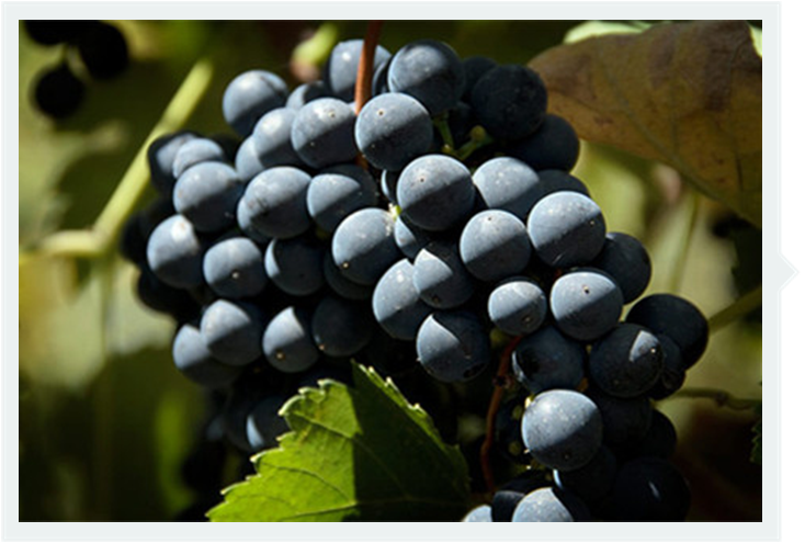 葡萄品种|西拉