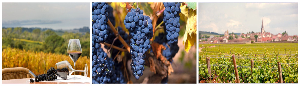  葡萄品种|黑皮诺