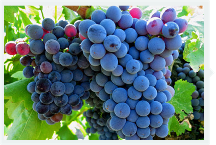 葡萄品种|歌海娜