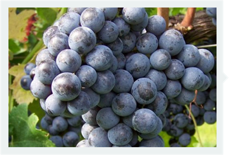 葡萄品种|梅洛